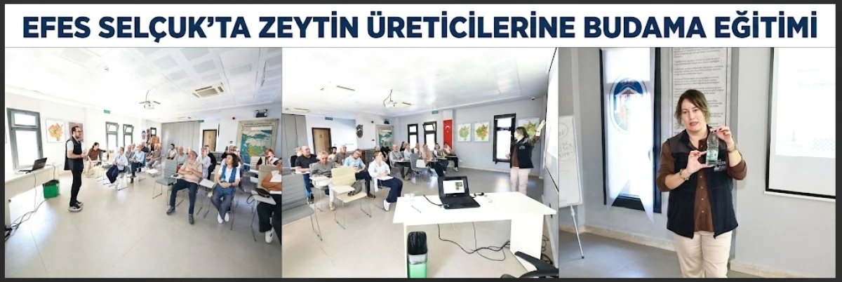 EFES SEL&Ccedil;UK&rsquo;TA ZEYTİN &Uuml;RETİCİLERİNE BUDAMA EĞİTİMİ