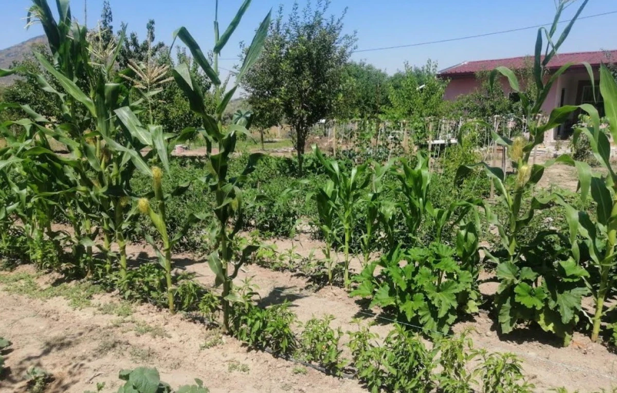 EFES TARLASI YAŞAM KÖYÜ’NDE ELDE EDİLEN YEREL TOHUMLAR ANADOLU’NUN DÖRT BİR YANINDA FİLİZLENİYOR