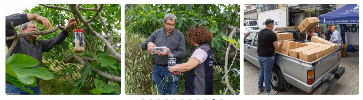 İncirde kalite kaybına karşı doğal m&uuml;cadele