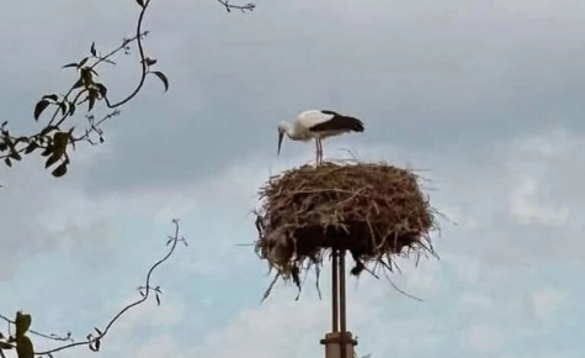 Leylekler Artık G&ouml;&ccedil; Etmeyi Bıraktı