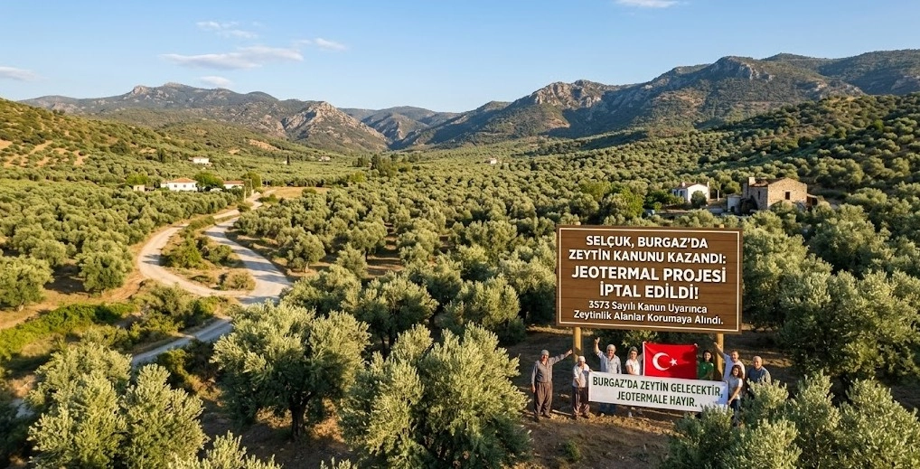 Sel&ccedil;uk'ta Jeotermal Arama Projesine "Zeytin Kanunu" Engeli: &Ccedil;ED S&uuml;reci İptal Edildi!