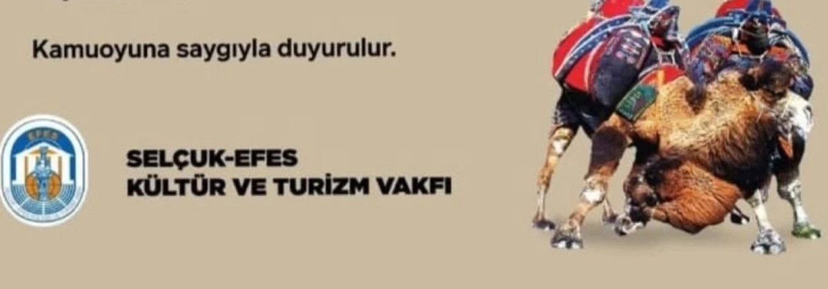 Uluslararası Deve G&uuml;reşleri Festivali, &uuml;lkede yaşanan şap hastalığı nedeniyle ertelendi.